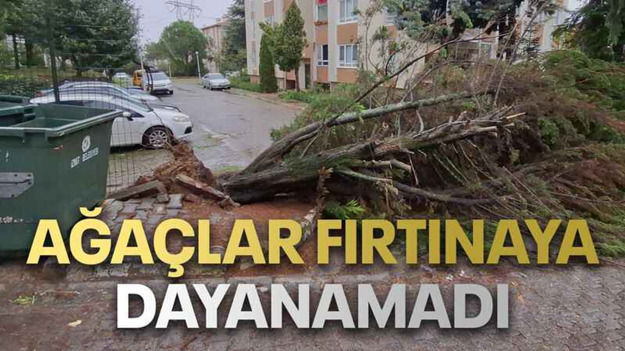 Kocaeli'de ağaçlar fırtınaya dayanamadı